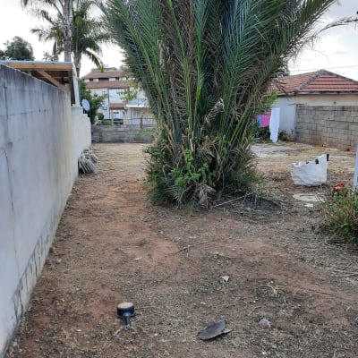 עץ דקל גדול עם אדמה חשופה וכלי גינון על הקרקע