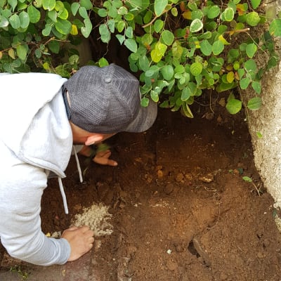 אדם חופר באדמה עם מעדר ליד שיחים