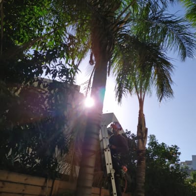 אדם על סולם גוזם עץ דקל עם מסור חשמלי