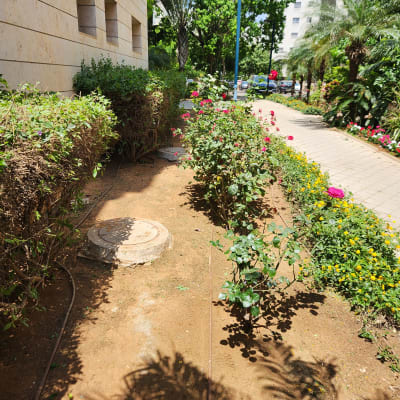 שיחי ורדים, צינורות השקיה, אדמה חשופה, גינה מטופחת