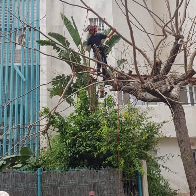 אדם על עץ עם מסור חשמלי גוזם ענפים