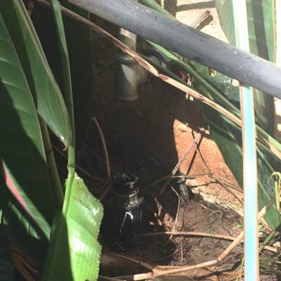 צינור מים בין צמחים עם חיבורים חשופים