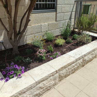 ערוגת פרחים עם צינור השקיה ועץ קטן