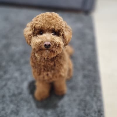 כלב חום יושב על שטיח אפור