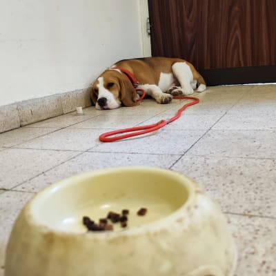 כלב עם רצועה ליד קערת אוכל ריקה