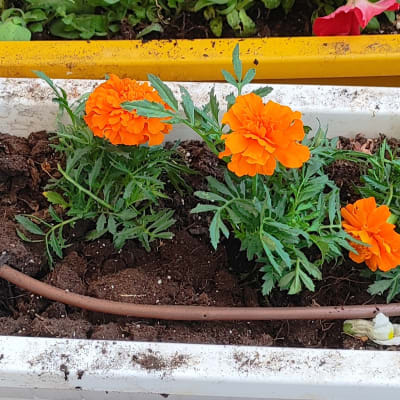 עציצים עם פרחים כתומים באדנית