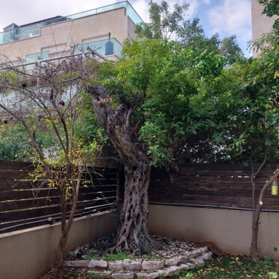 עץ גדול בגינה עם דשא מלאכותי ועלים יבשים