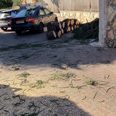 ערימות גזעים וענפים גזומים על הקרקע