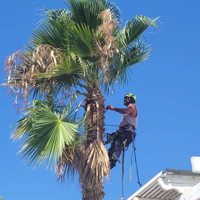 אדם גוזם עץ דקל עם ציוד טיפוס