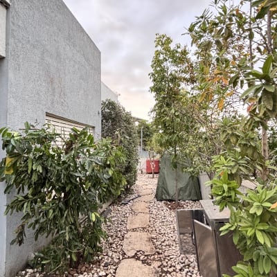 שביל אבנים בין עצים ושיחים בגינה