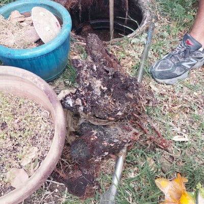 שורשים וכלים ליד פתח ביוב בגינה