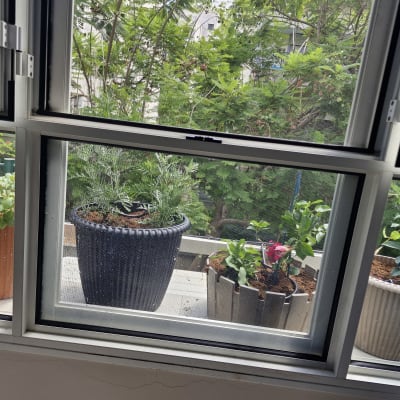 עציצים עם צמחים שונים על אדן חלון