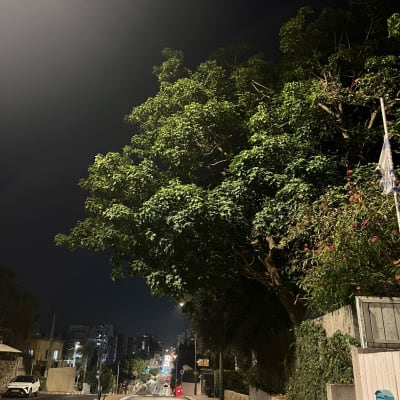 עץ גדול עם ענפים המשתרעים מעל הכביש