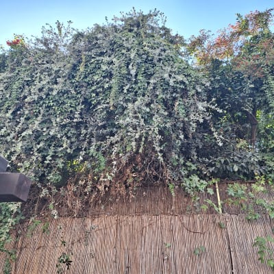 גדר במבוק עם צמחייה מטפסת ירוקה