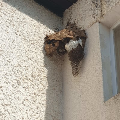 קן צרעות על קיר חיצוני של מבנה