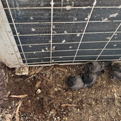 יונים ליד מזגן על הקרקע עם לכלוך ונוצות