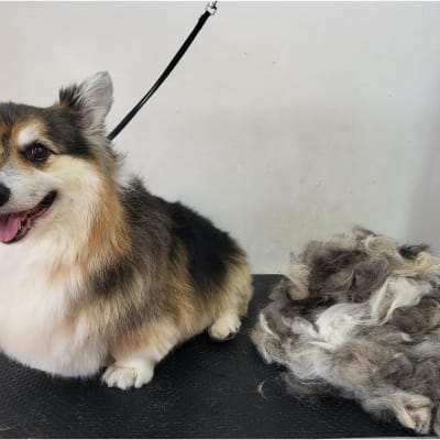 כלב מטופח עם פרווה גזוזה על שולחן טיפוח