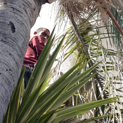 אדם על גג ליד עץ דקל