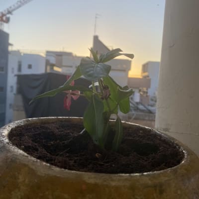 עציץ עם צמח ירוק ופרחים אדומים