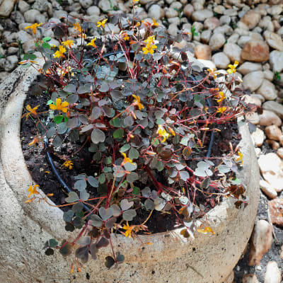 עציץ עם צמחי נוי ופרחים צהובים קטנים