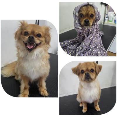 כלב מטופח לאחר תספורת וטיפול