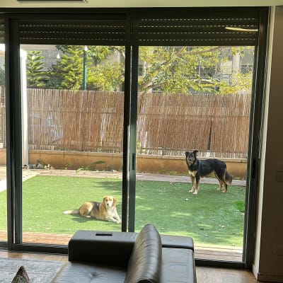 דלת זכוכית גדולה עם נוף לחצר ושני כלבים