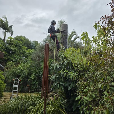 אדם גוזם עץ עם מסור חשמלי על עץ גבוה