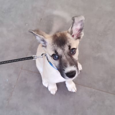 גור כלבים עם רצועה על רצפה אפורה