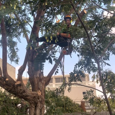 אדם עם קסדה חותך ענפים בעזרת מסור חשמלי