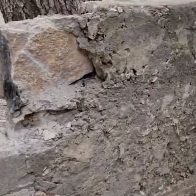 תמונת תקריב של קיר בטון ואבן סדוק לצד גזע עץ