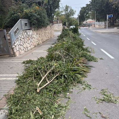 ענפי עצים גזומים מונחים על המדרכה ליד כביש