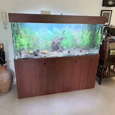 אקווריום גדול עם דגים וצמחייה ירוקה