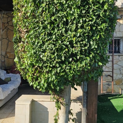 עץ גזום עם עלים ירוקים על דשא מלאכותי