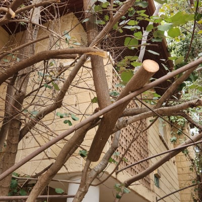 ענפים גזומים ליד בניין עם עמוד לבן