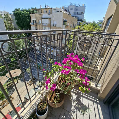 מרפסת עם עציצים ופרחים צבעוניים