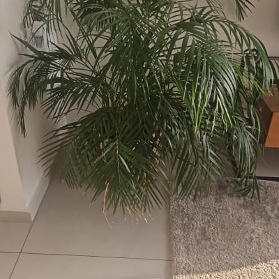 צמח ירוק בפינת חדר עם שטיח אפור