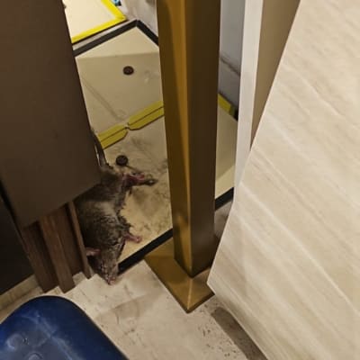 עכבר מת על מלכודת ליד רהיטים