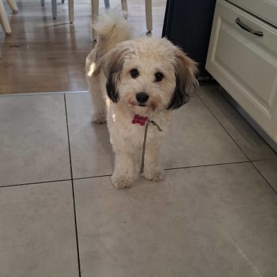 כלב קטן עם קולר ורוד עומד על רצפה