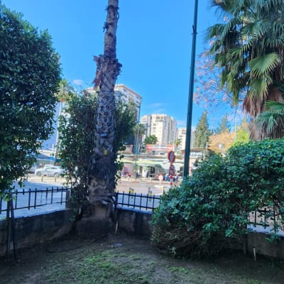 עץ דקל ודשא בגינה קטנה