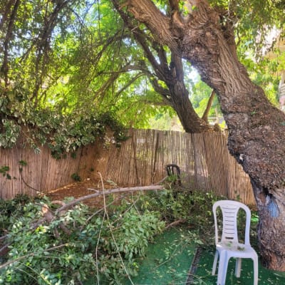 ענפים שבורים על הקרקע ליד עץ גדול בגינה