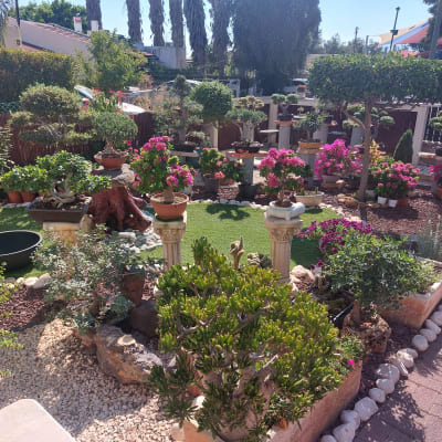 עציצים עם צמחים ופרחים בגינה מטופחת