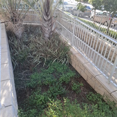 צמחים ועצים בגינה עם גדר מתכת