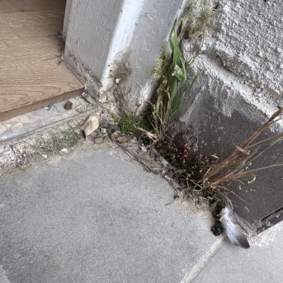 צמחייה צומחת בין אריחים ליד קיר