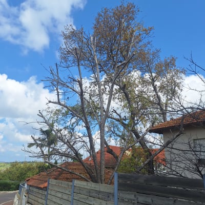 עץ גזום עם ענפים חתוכים ליד גדר עץ
