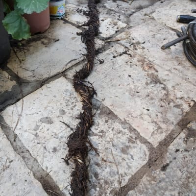 שורשים שהוצאו מצינור ביוב על רצפת אבן