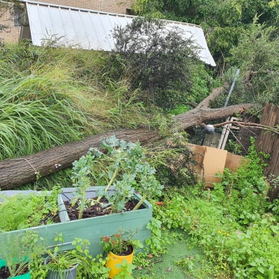 עץ שנפל בגינה עם צמחים מסביב