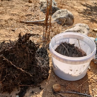 דלי פלסטיק עם אדמה וענפים על הקרקע