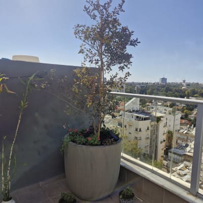 עציץ גדול עם עץ קטן במרפסת שמש