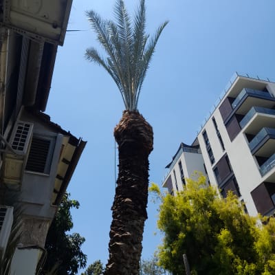 עץ דקל גבוה עם ענפים גזומים