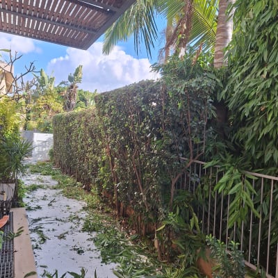 גיזום גדר חיה עם עלים על הקרקע